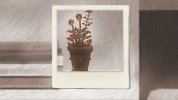 Captura 2 de Flowers, photos and pills