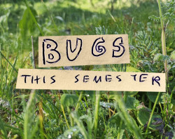 Bugs this semester