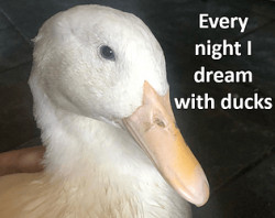 Every night I dream with ducks