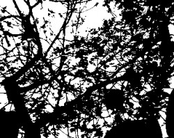 (In)Saciable